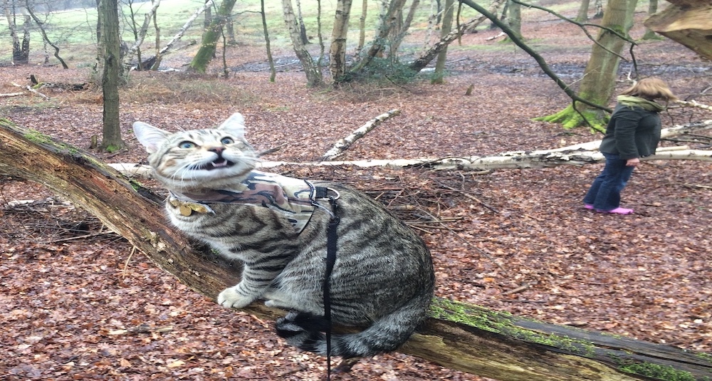 fishkat Jr in epping forest